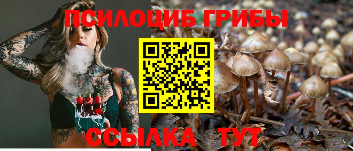 Алейск  купить закладку  Вход с VPN  Псилоцибиновые грибы прущие грибы 